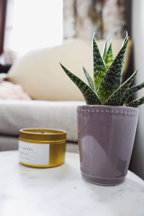 Succulent as 1 of the 5 Affordable Ways to Transform Your Home